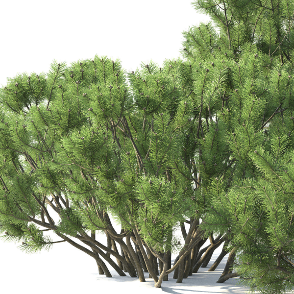 Pinus Mugo 02