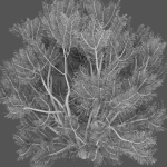 Pinus Mugo 02