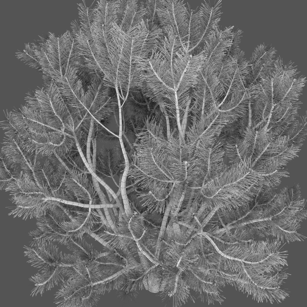 Pinus Mugo 02
