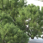 Pinus Mugo 02