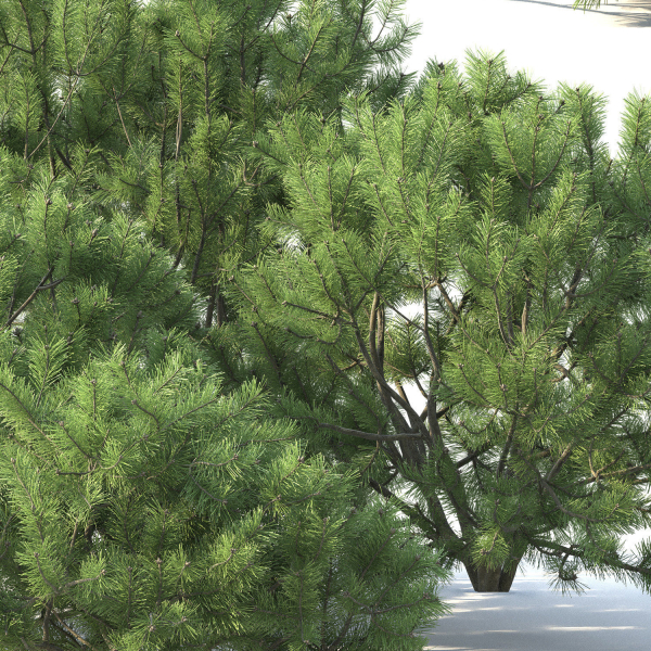 Pinus Mugo 02