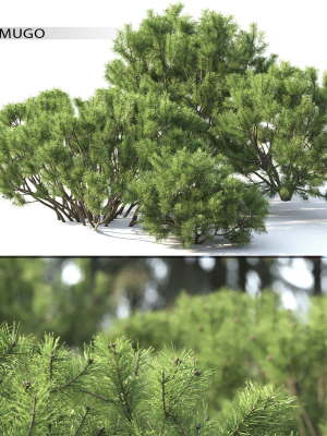 Pinus Mugo 02