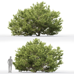 Pinus Mugo 06