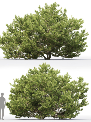 pinus-mugo-06-3d-model-max-fbx-mat