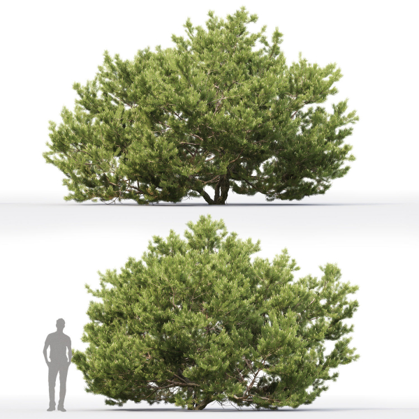 Pinus Mugo 06