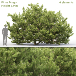 Pinus Mugo 06