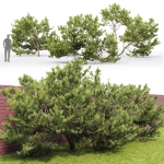 Pinus Mugo 06