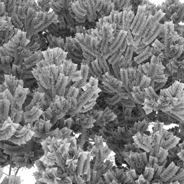 Pinus Mugo 06