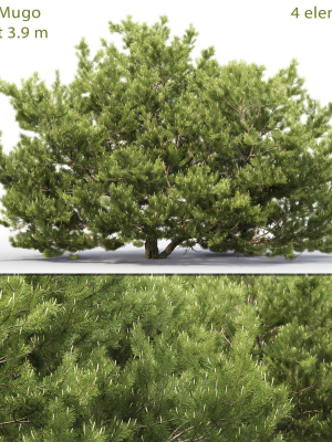 Pinus Mugo 06