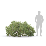 Pinus Mugo 10