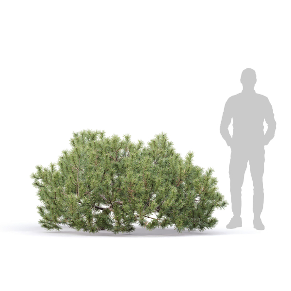 Pinus Mugo 10