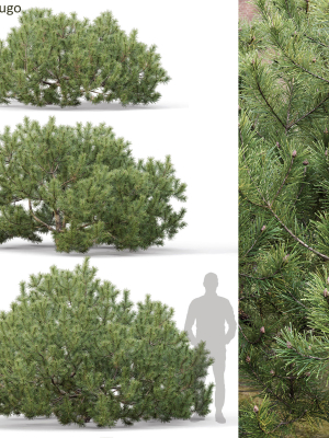 Pinus Mugo 10