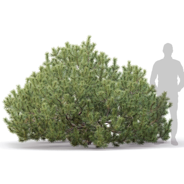 Pinus Mugo 10