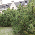 Pinus Mugo 10