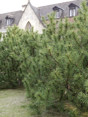 pinus-mugo-10-3d-model-bdeeb0d27c
