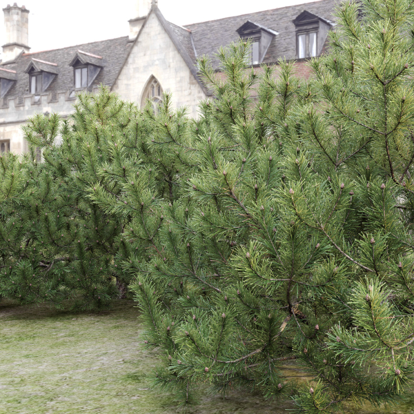 Pinus Mugo 10