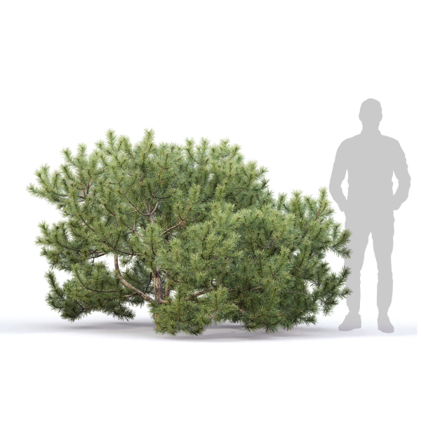 Pinus Mugo 10