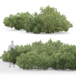 Pinus Mugo 10
