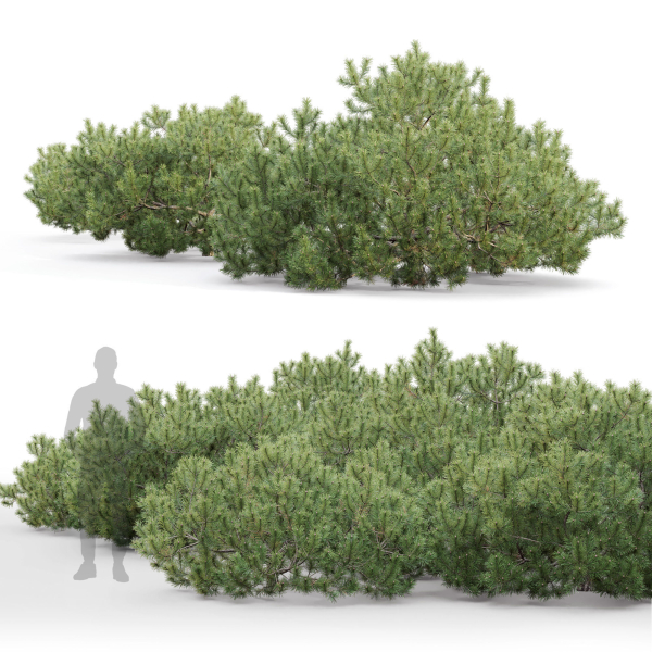Pinus Mugo 10