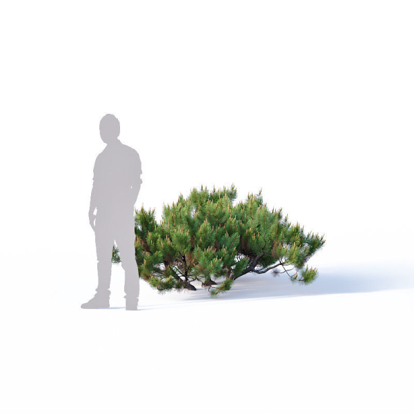 Pinus mugo Nr2 H60-260 cm Six tree set