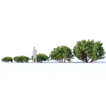 Pinus mugo Nr2 H60-260 cm Six tree set