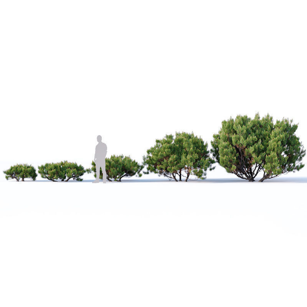 Pinus mugo Nr2 H60-260 cm Six tree set