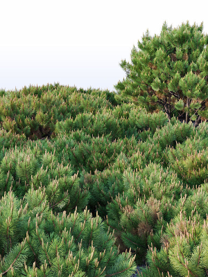 pinus-mugo-nr2-h60-260-cm-six-tree-set-3d-model-758731be47