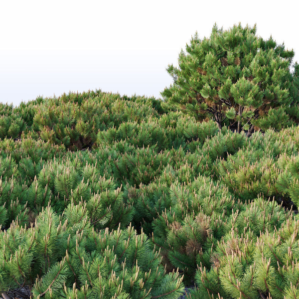 Pinus mugo Nr2 H60-260 cm Six tree set
