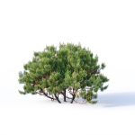Pinus mugo Nr2 H60-260 cm Six tree set