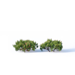 Pinus mugo Nr2 H60-260 cm Six tree set