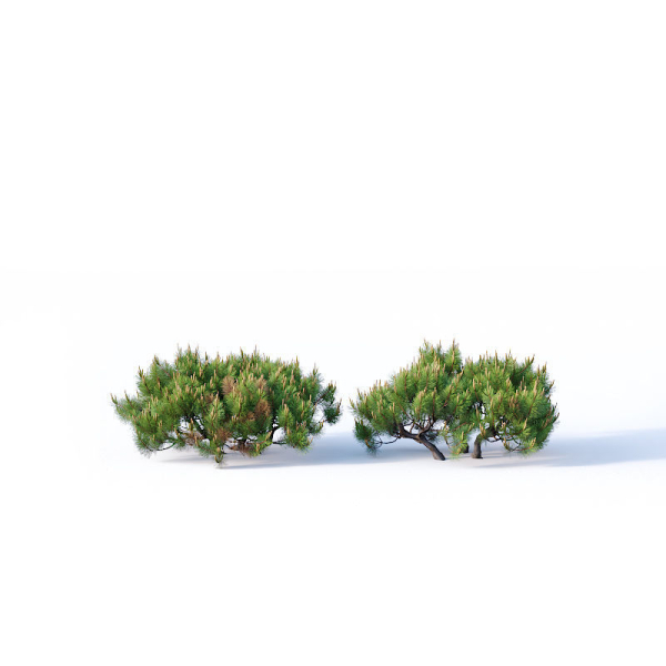Pinus mugo Nr2 H60-260 cm Six tree set