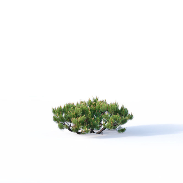 Pinus mugo Nr2 H60-260 cm Six tree set