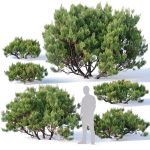 Pinus mugo Nr2 H60-260 cm Six tree set