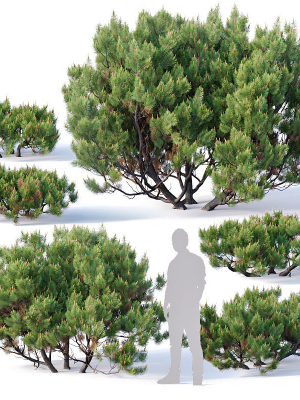 Pinus mugo Nr2 H60-260 cm Six tree set