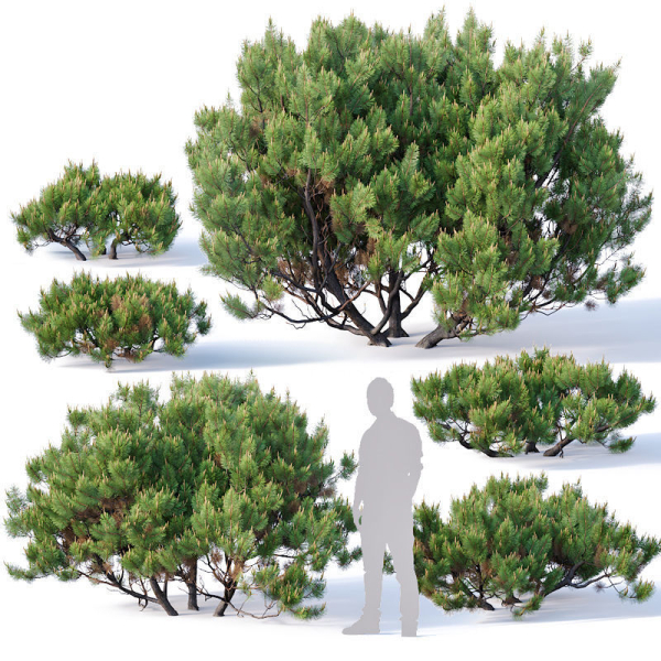 Pinus mugo Nr2 H60-260 cm Six tree set