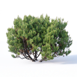 Pinus mugo Nr2 H60-260 cm Six tree set