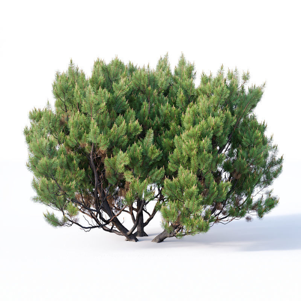 Pinus mugo Nr2 H60-260 cm Six tree set