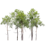 Pinus sylvestris 08