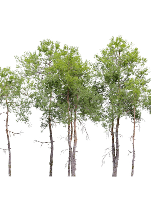 pinus-sylvestris-08-3d-model-max-fbx-mat