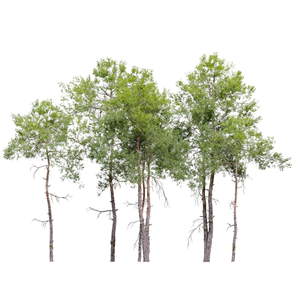 Pinus sylvestris 08