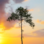 Pinus sylvestris 08