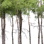Pinus sylvestris 08