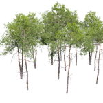 Pinus sylvestris 08