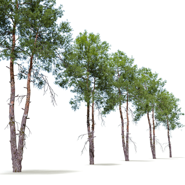 Pinus sylvestris 08