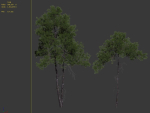 Pinus sylvestris 08