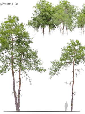 Pinus sylvestris 08