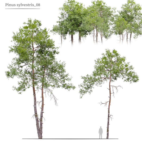 Pinus sylvestris 08