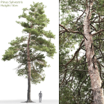 Pinus Sylvestris 14 H16m