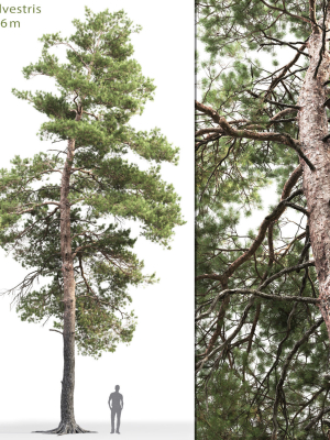 Pinus Sylvestris 14 H16m