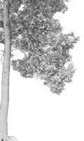 Pinus Sylvestris 14 H16m